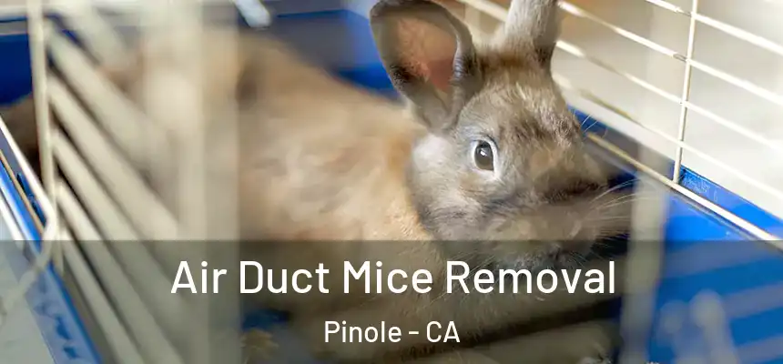 Air Duct Mice Removal Pinole - CA